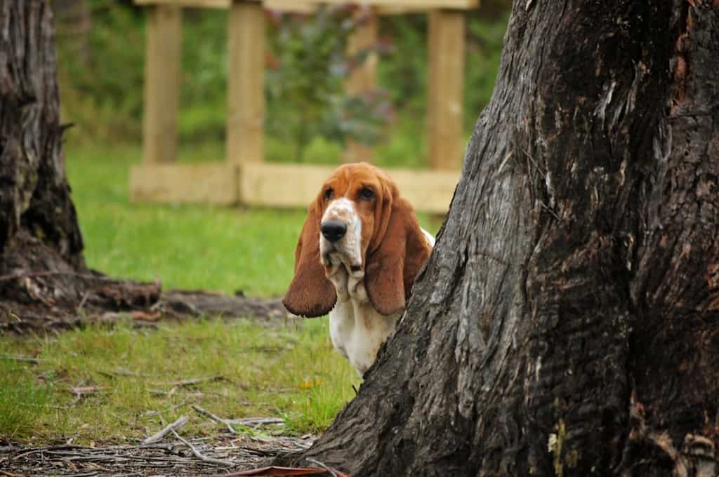 June Bassets