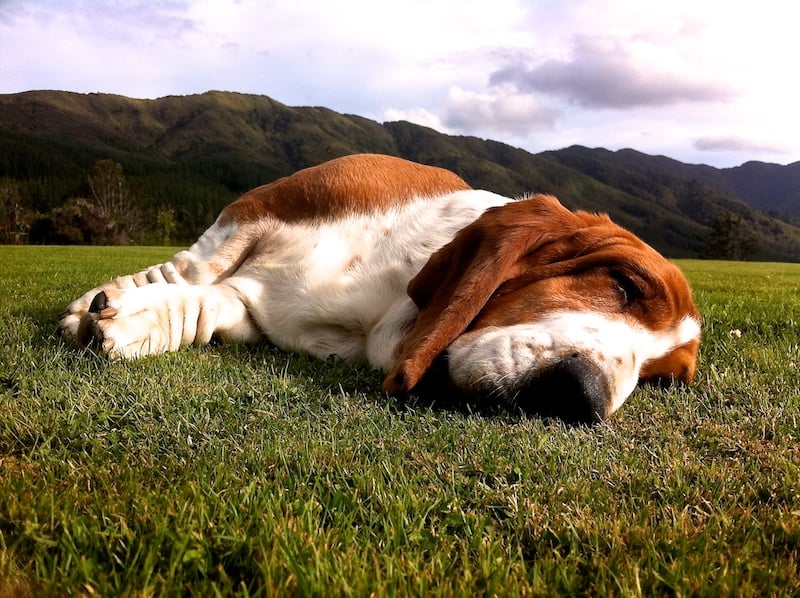 Basset Gallery: February 2012