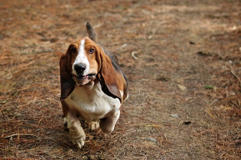 Basset Gallery March 2012: Run basset run