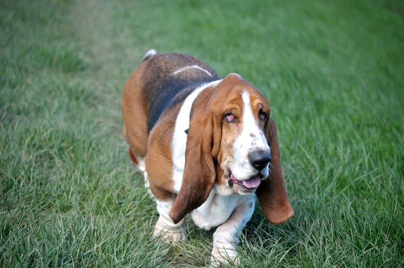 The trials of basset walks