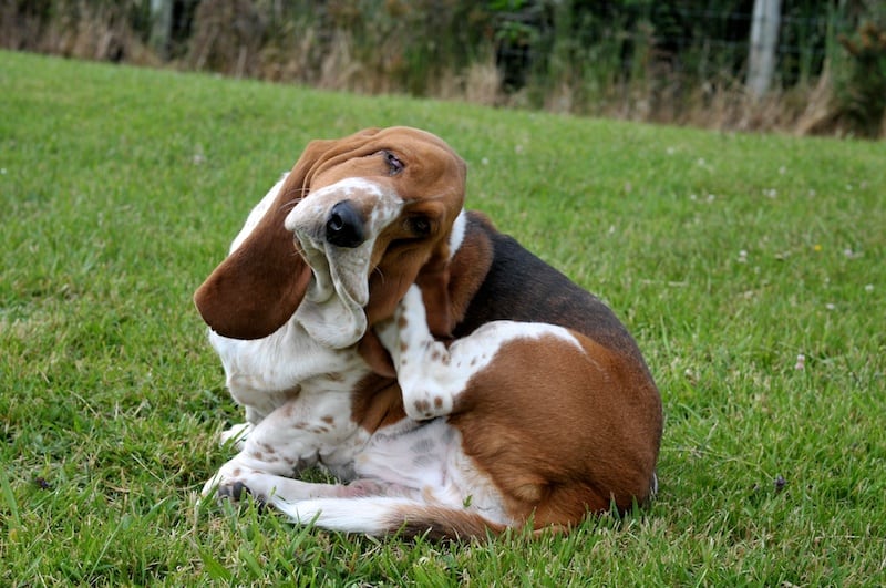 Cameras and Bassets