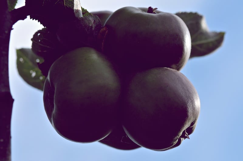 Daily Snap: Conjoined