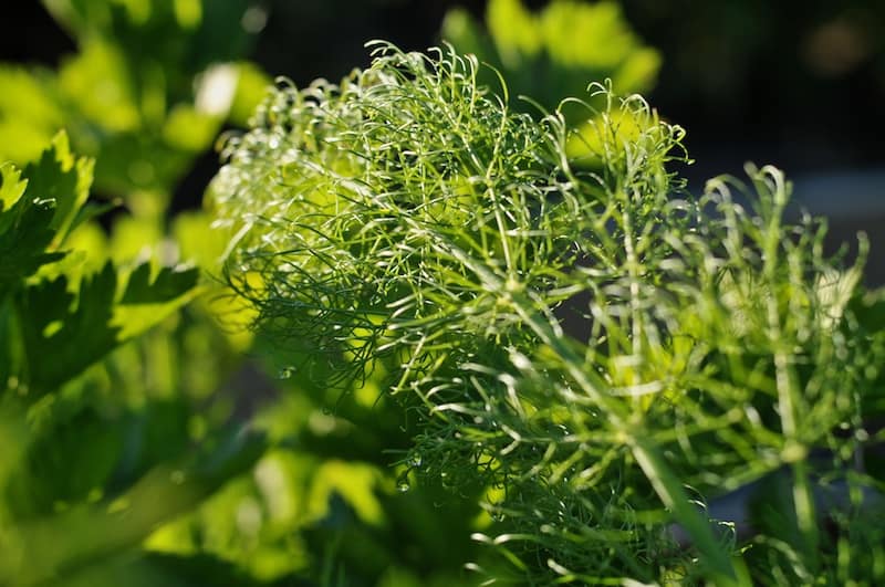 Daily Snap: Greenery