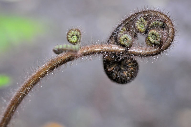 Daily Snap: Unfurling