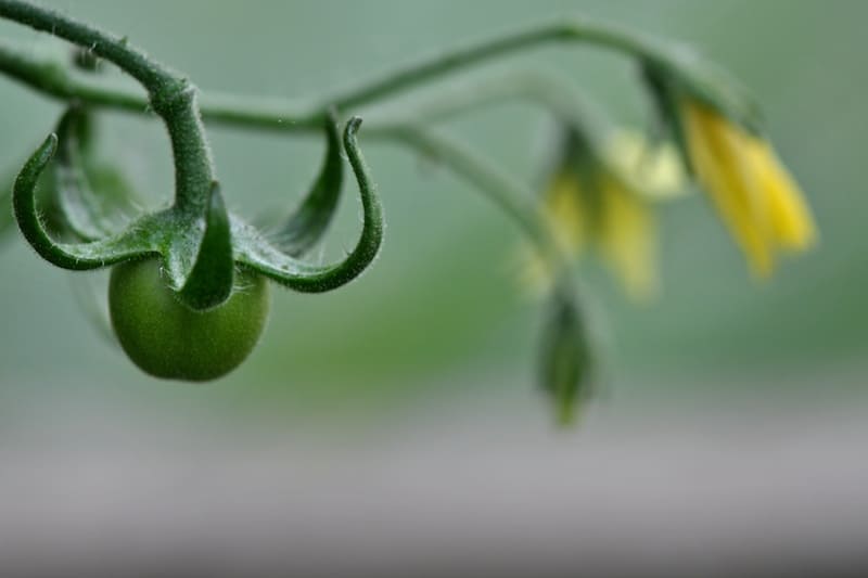 Daily Snap: Summer Promise