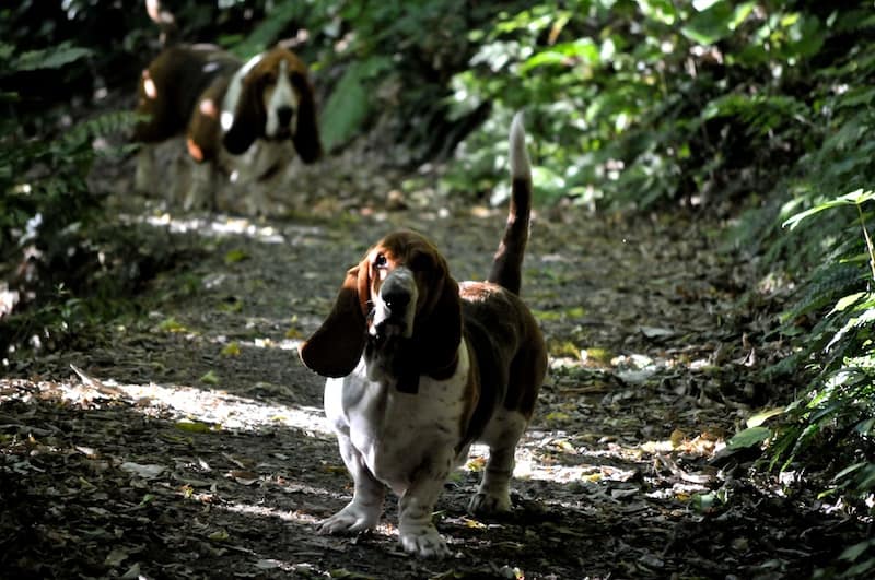 What happens when bassets pay attention