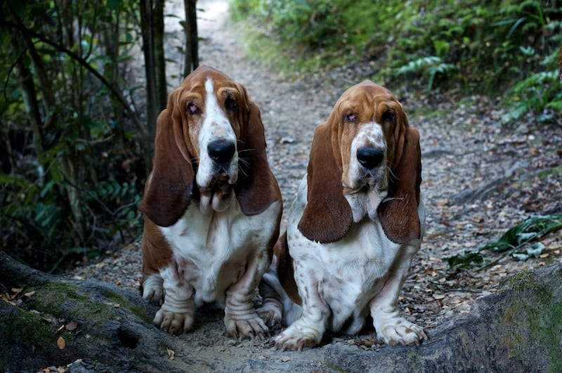 Tracks and tracking: a bassets delight