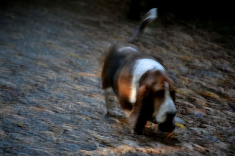 Daily Snap: Basset in motion