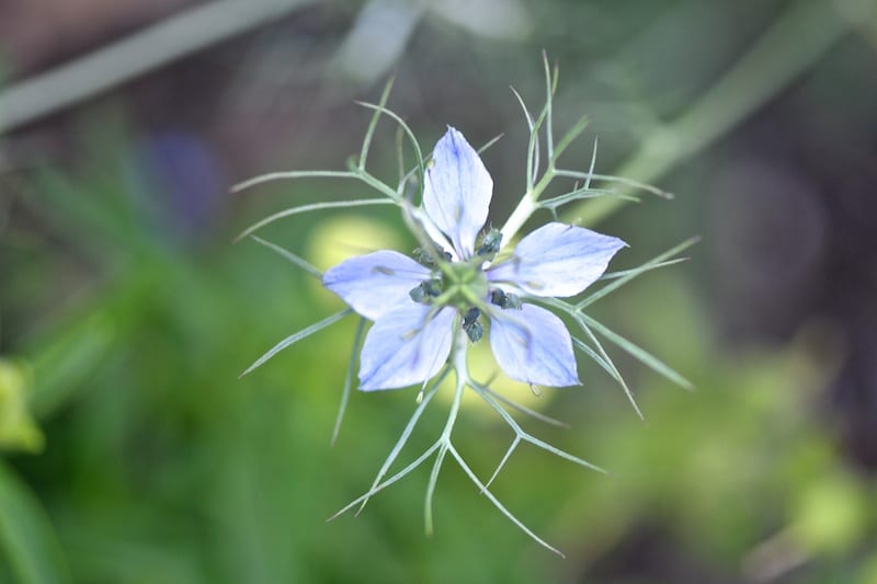 Nigella – the kitchen garden cooks companion