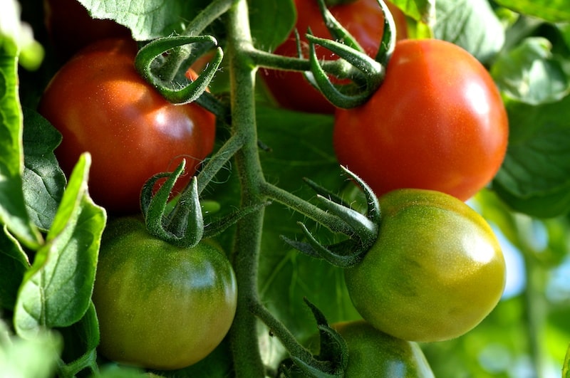 All Hail Tomato Season