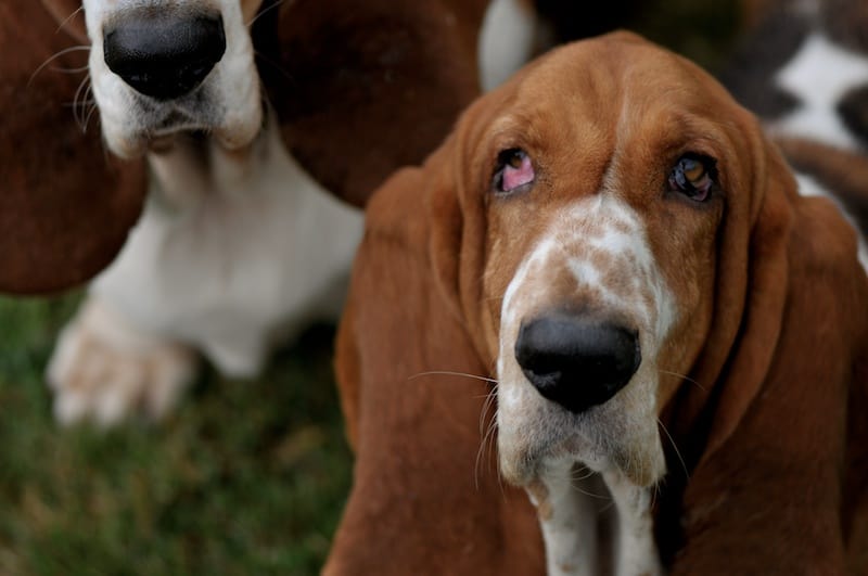 The risks of leaving your bassets at home