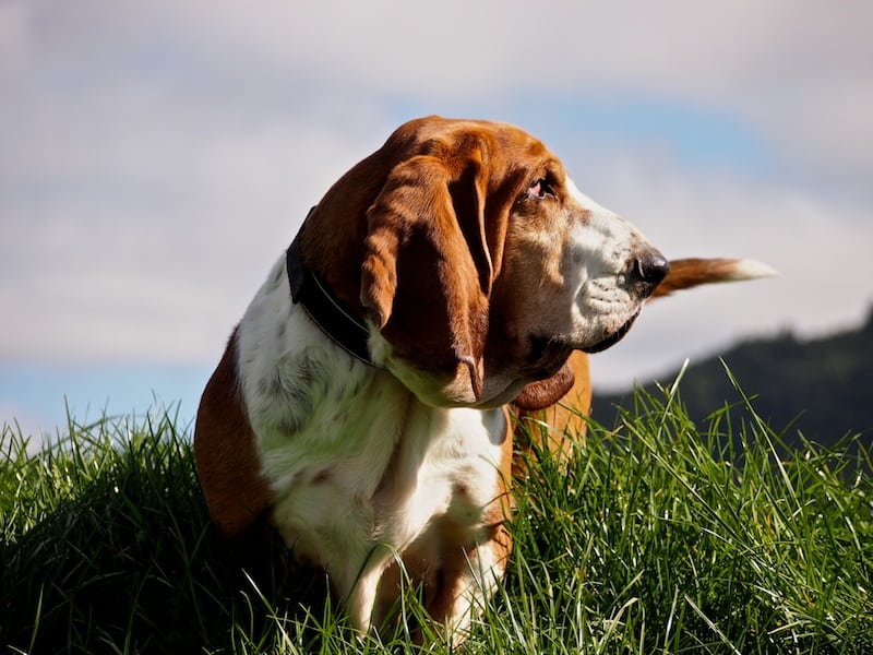 Stepping into Spring With Bassets