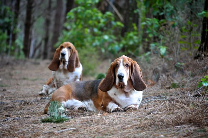 Blogging and bassets