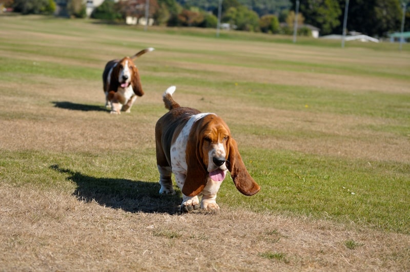 The Boys Are Back Nose To Ground