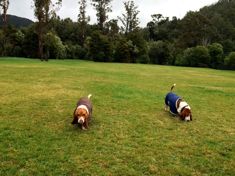 Basset Mobility