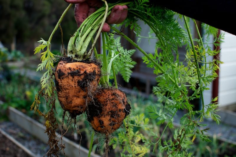 The State of Winter Gardening