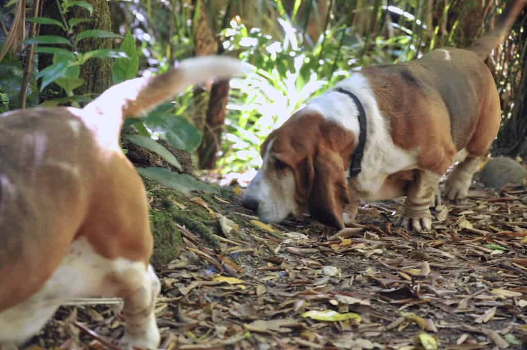 Holiday Life with Bassets